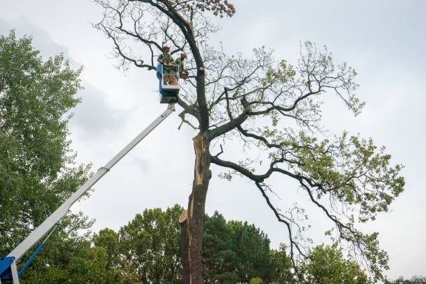 How Our Tree Care Process Works  in  Pelican Bay, TX